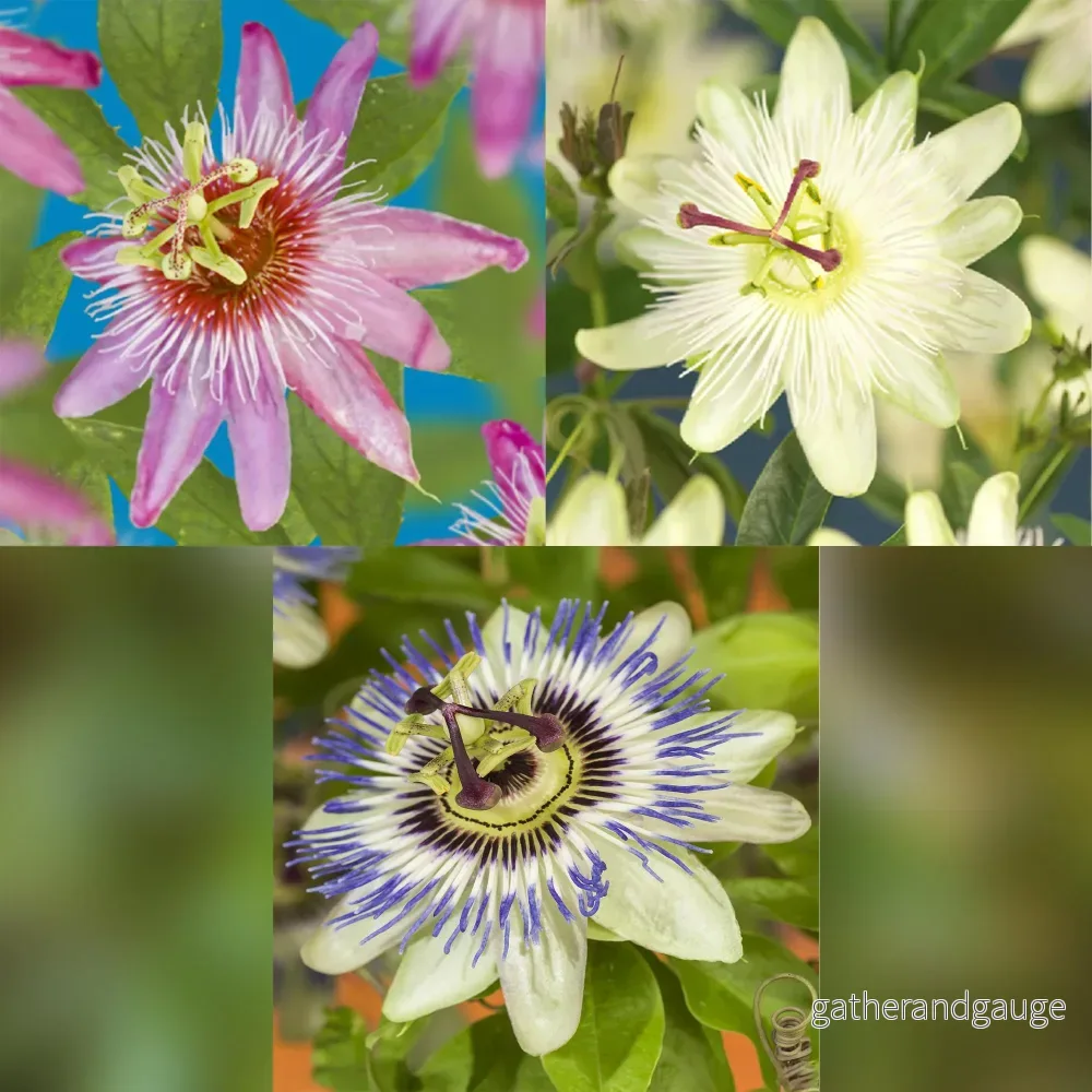 Passionsblomma (Passiflora) 'Tricolor'
