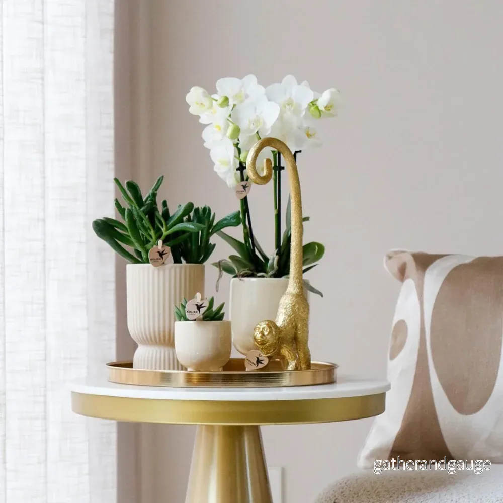 Ställ in vit orkidé Phalaenopsis och suckulenter i keramiska krukor