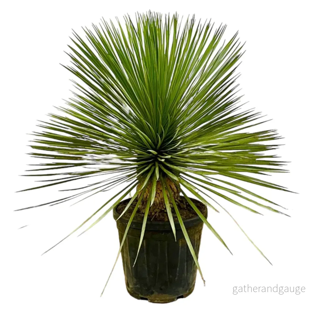 Yucca Rostrata - Bild 3