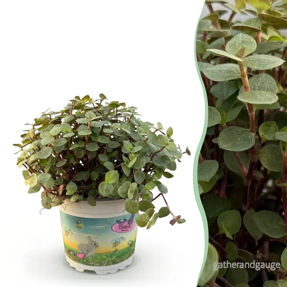 Calissia repens - Bild 2