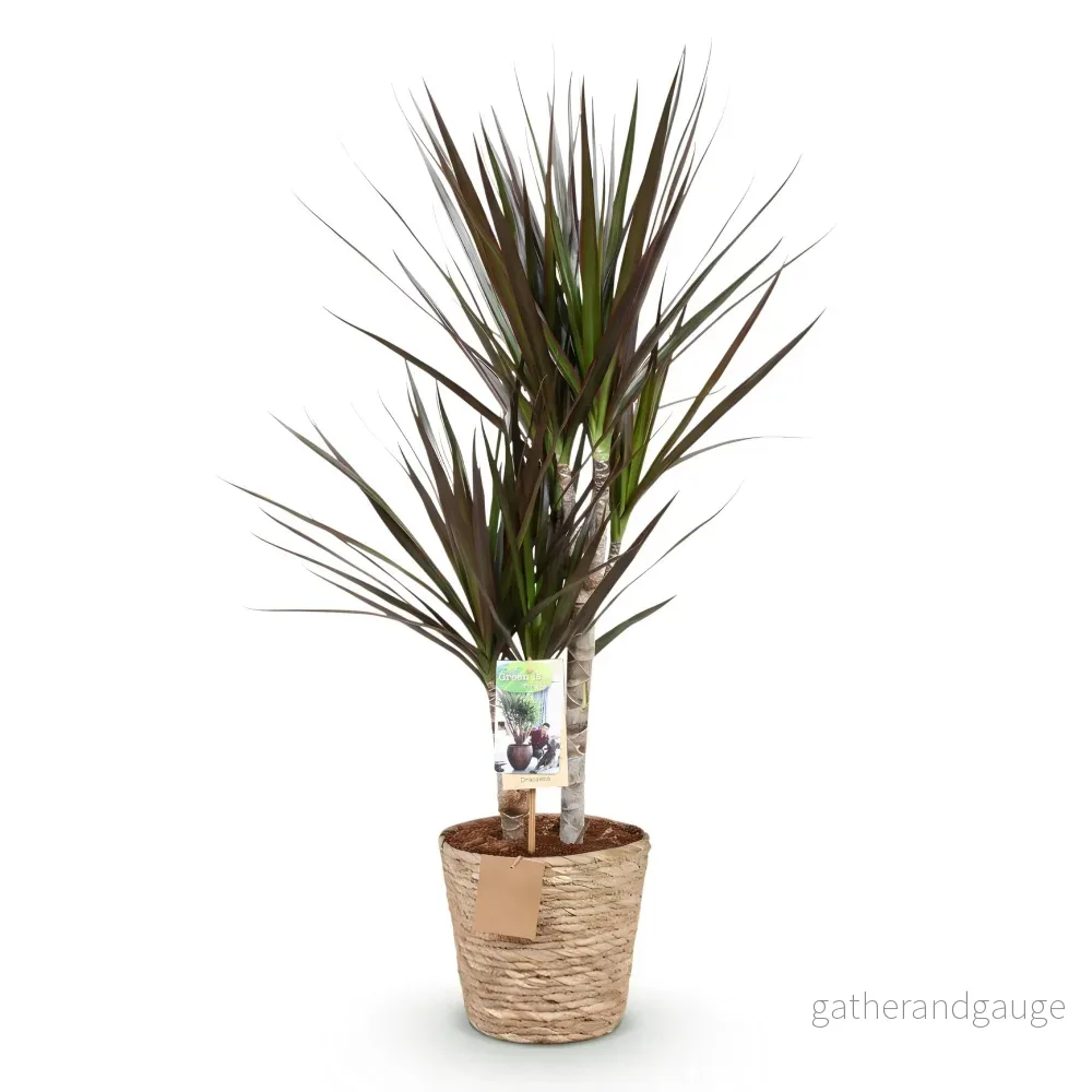 Dracaena Magenta och korg - Bild 3