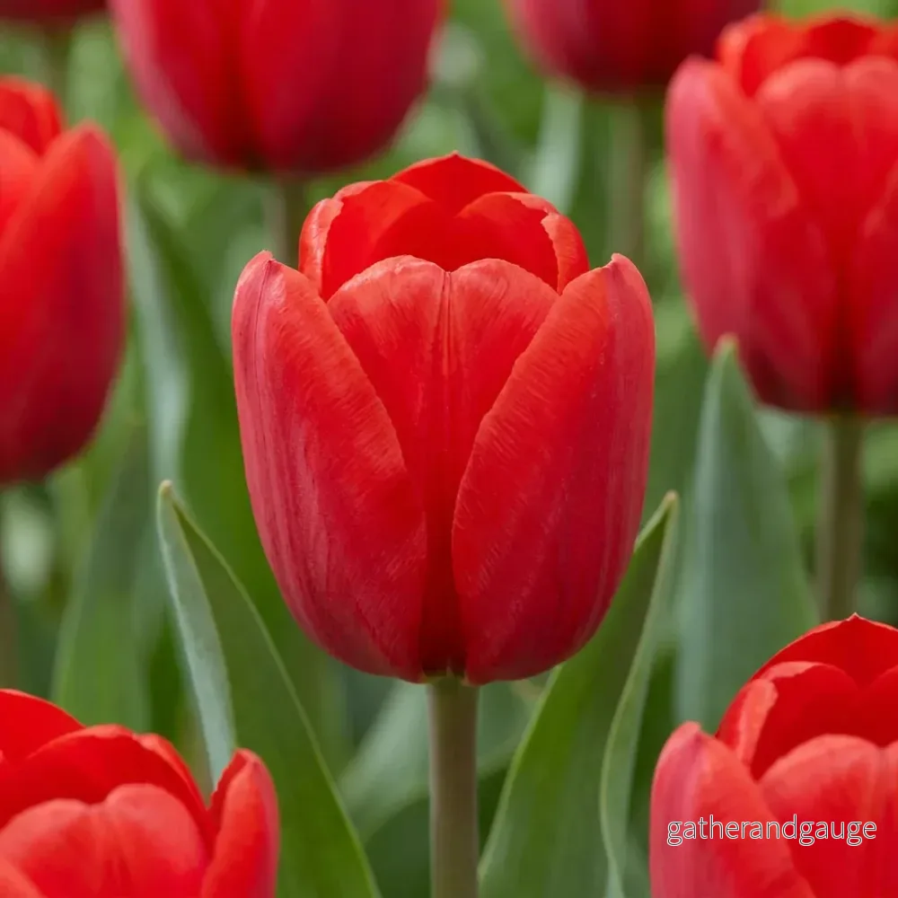 Tulipe triomphe rouge