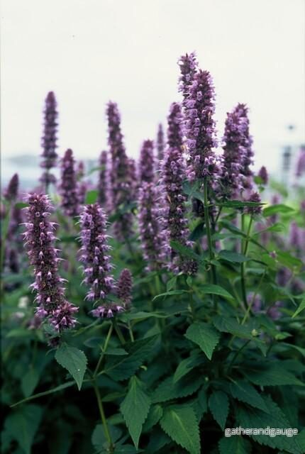 Agastache (Agastache) 'Blue Fortune' - Bild 3