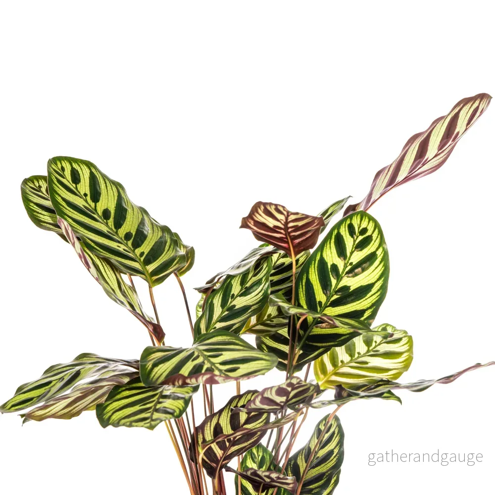 Calathea Makoyana Ø17cm - ↕40 - 50cm - Bild 3