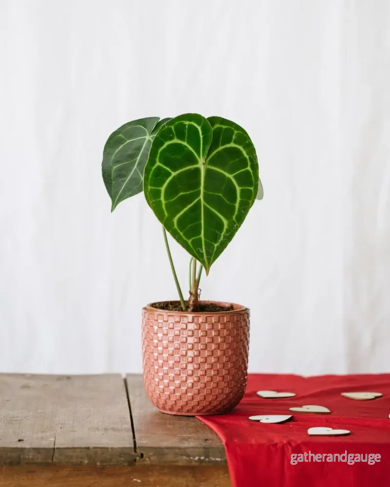 Anthurium Clarinervium Anthurium Clarinervium