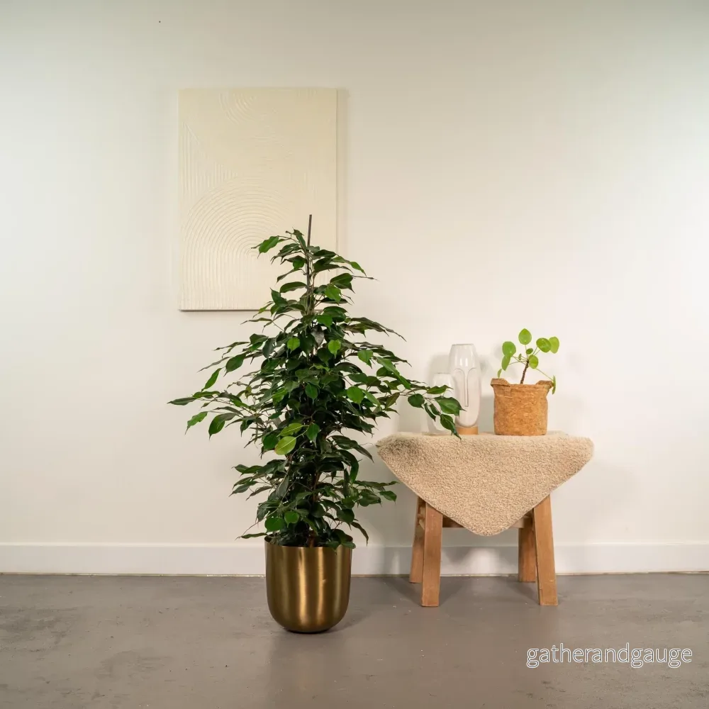 Ficus benjamina h95cm - Bild 2