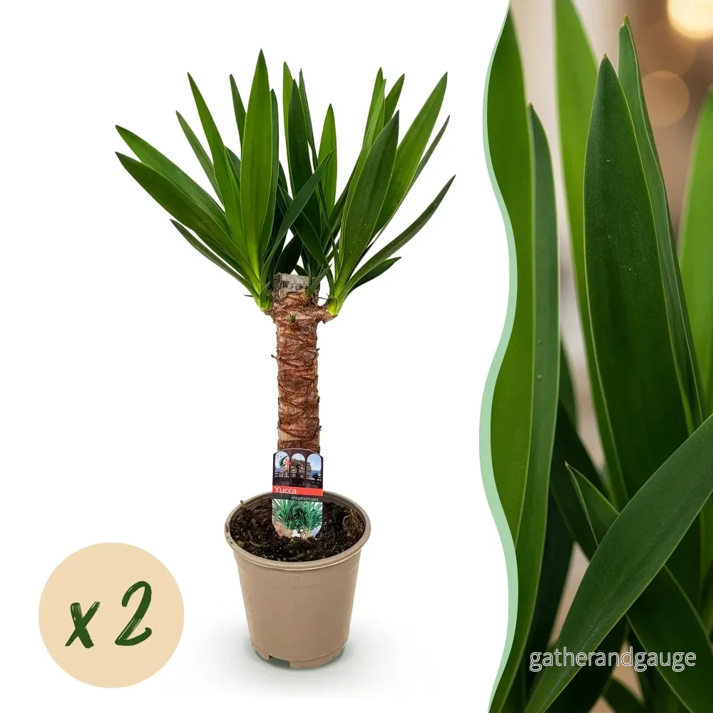 Yucca elephantipes – 2-pack – Kruka 14 cm – Höjd 55 cm - Bild 2