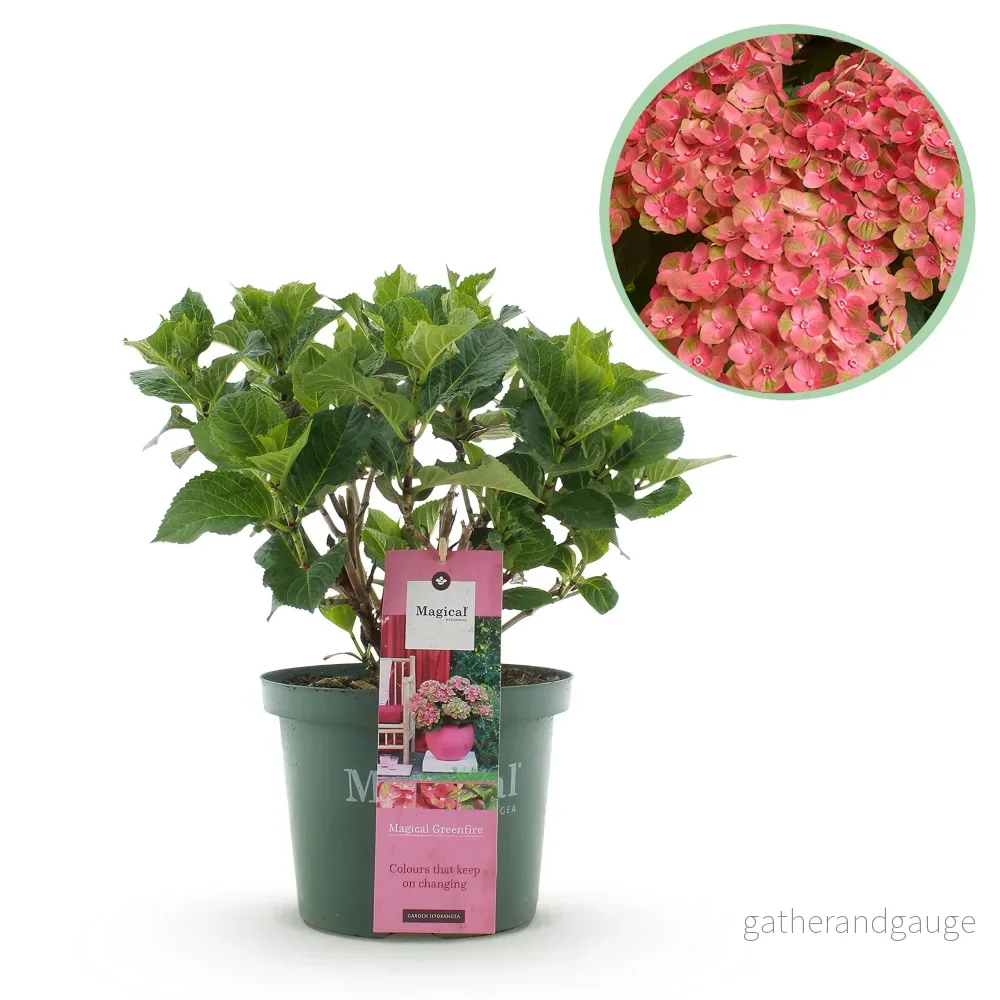 Hortensia (Hydrangea macrophylla) 'Magical Green Fire' - Bild 2