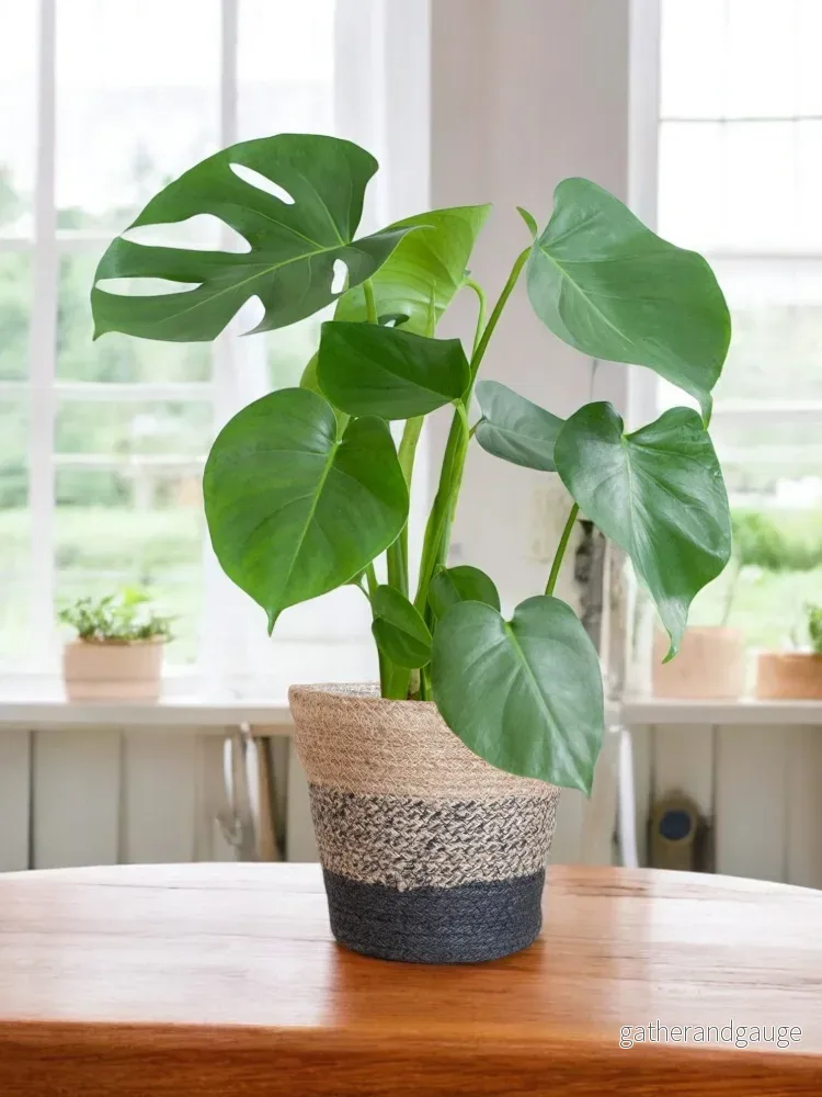 Monstera Deliciosa och dess kruka Monstera Deliciosa och dess kruka