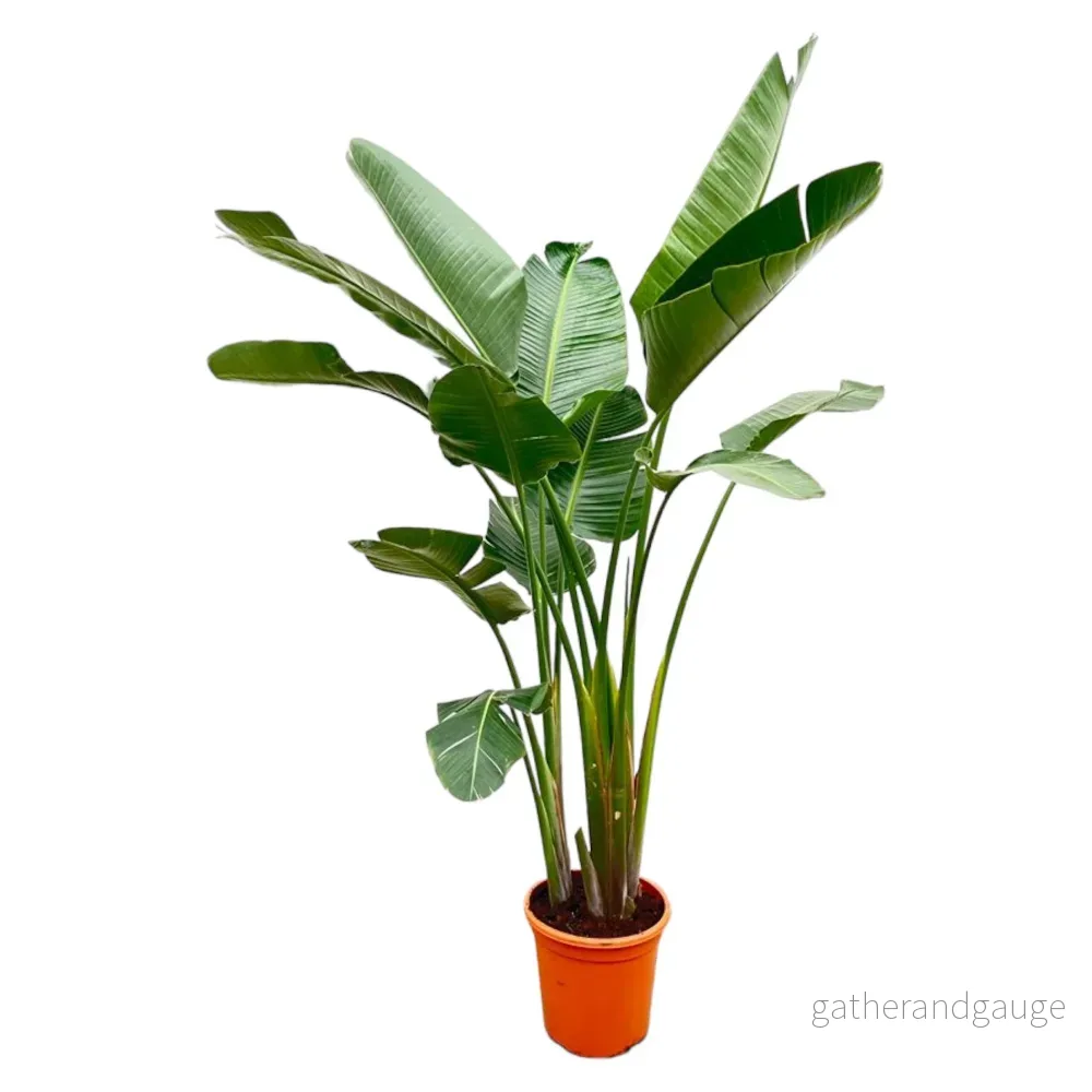 Lyx Strelitzia Augusta XXL – 250cm – ø38 Lyx Strelitzia Augusta XXL – 250cm – ø38