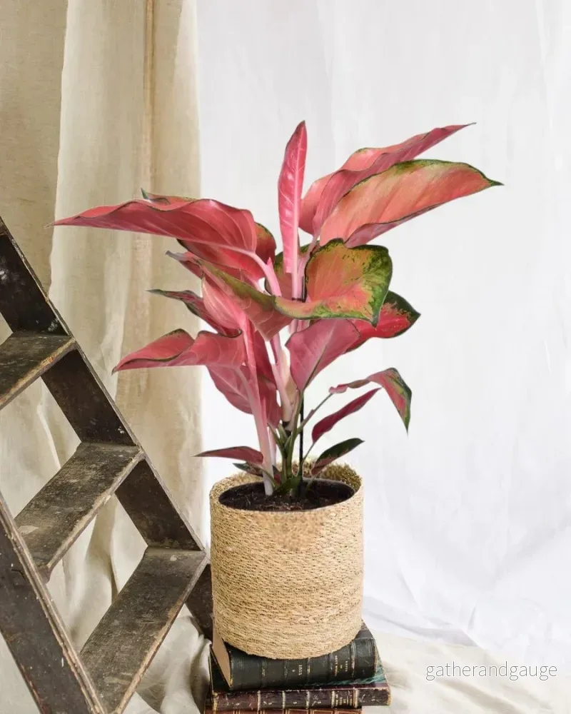 Aglaonema Orange Star Aglaonema Orange Star