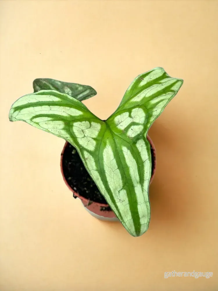 Cercestis Mirabilis Cercestis Mirabilis