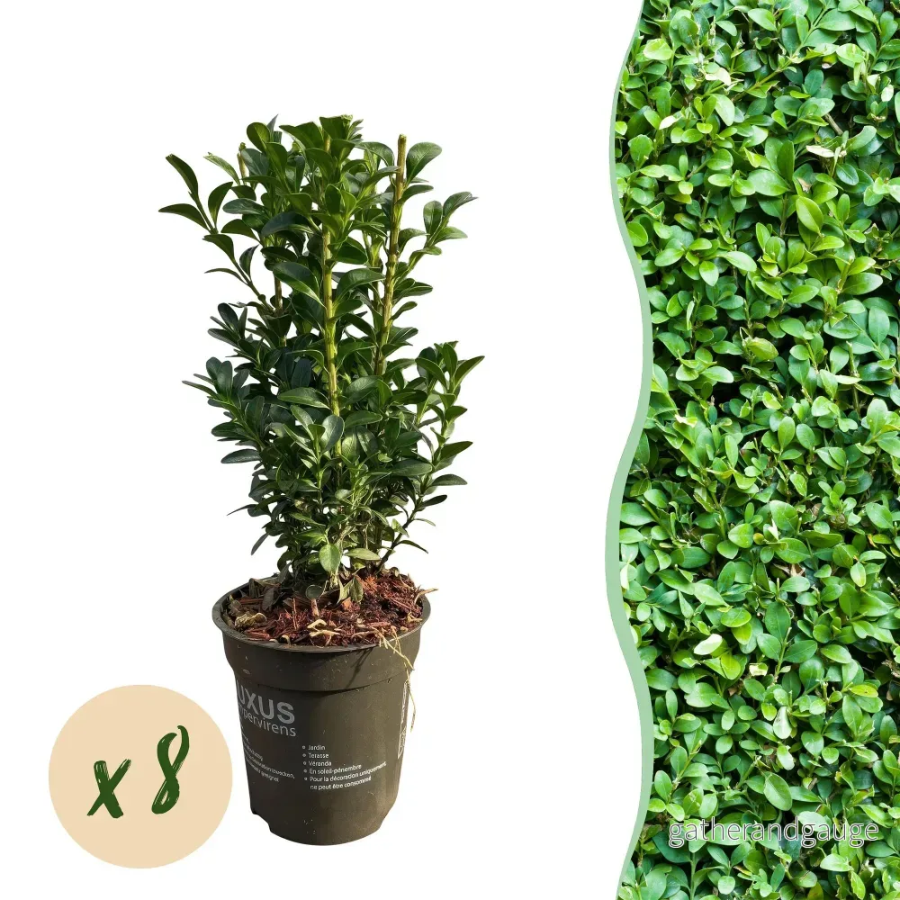 Buxbom (Buxus Sempervirens) 'Buxus Sempervirens' - Bild 2