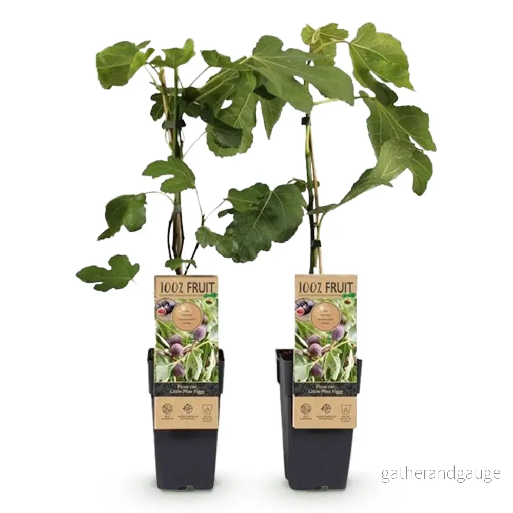 Fikusträd (Ficus Carica) 'Little Miss Figgy' - Bild 3