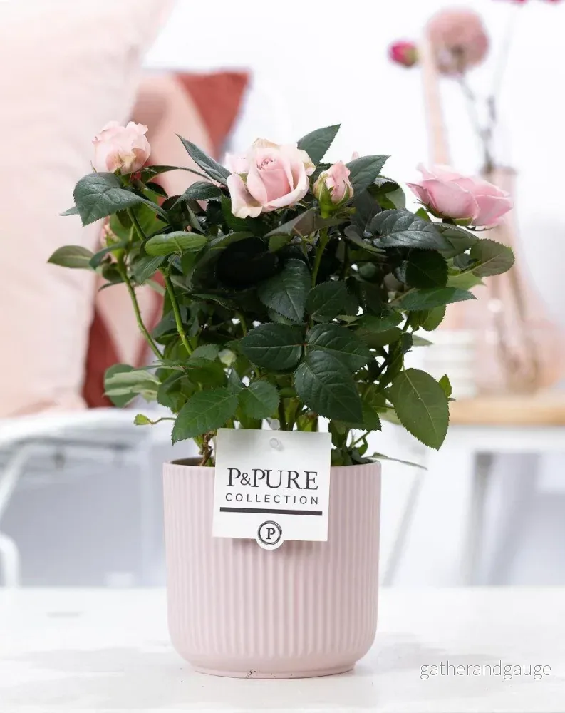 Rosa ros med rosa keramikkruka Rosa ros med rosa keramikkruka