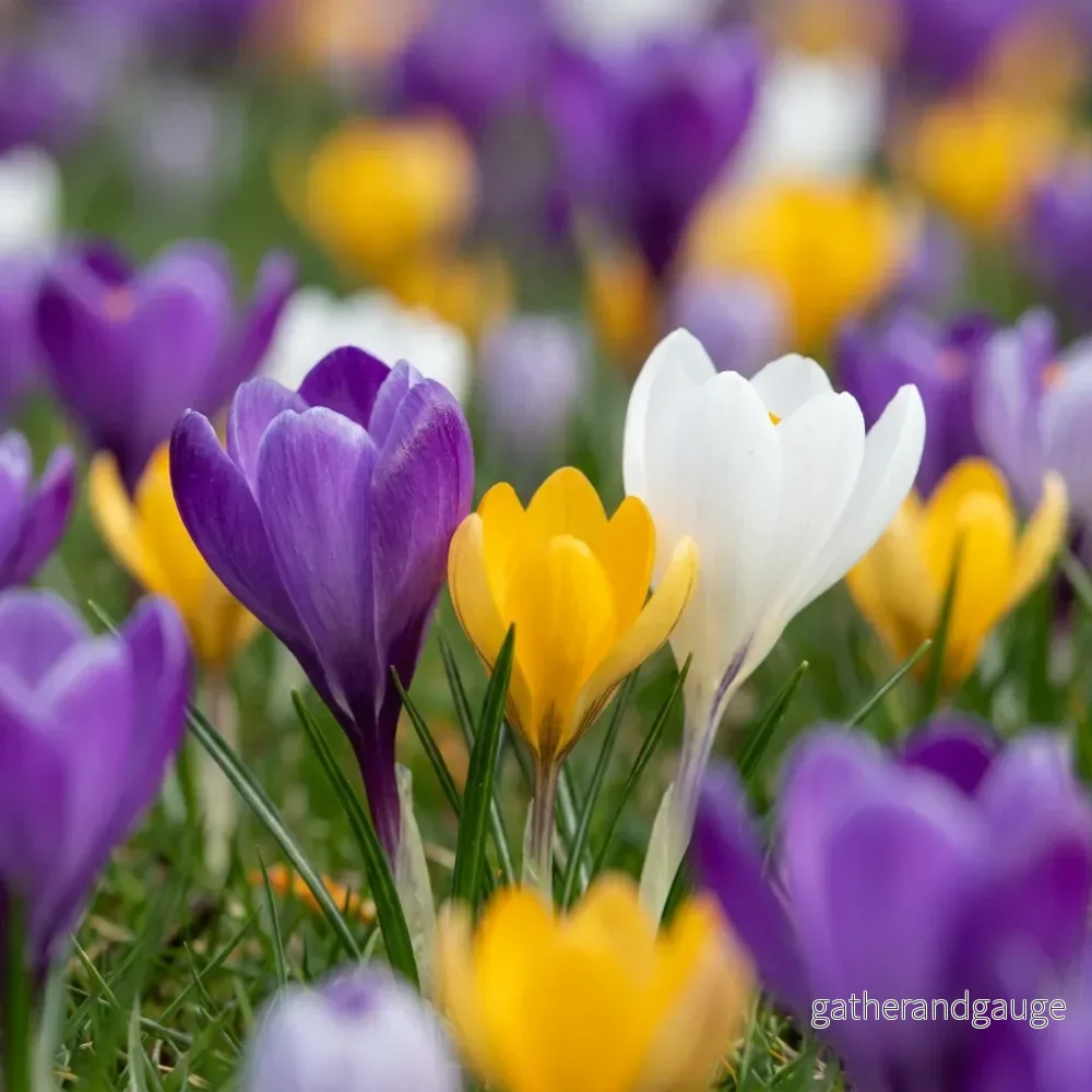 Crocus en mélange - calibre 7/8