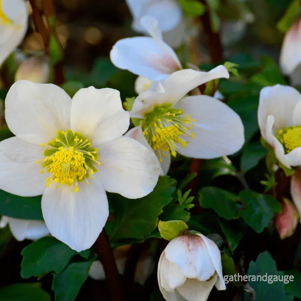 Orientalisk Julros (Helleborus Orientalis) 'Rose De Carême' - Bild 3