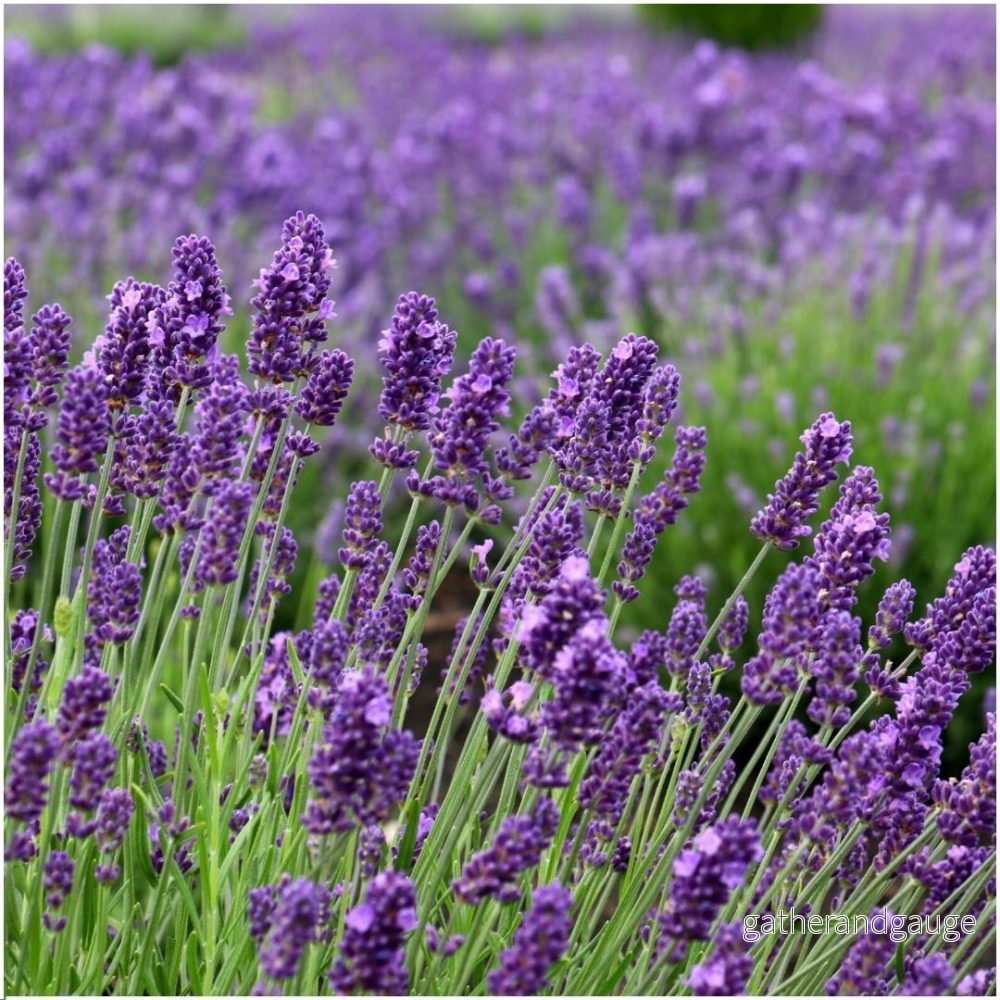 Trio av lavendel angustifolia Felice® och deras kruka