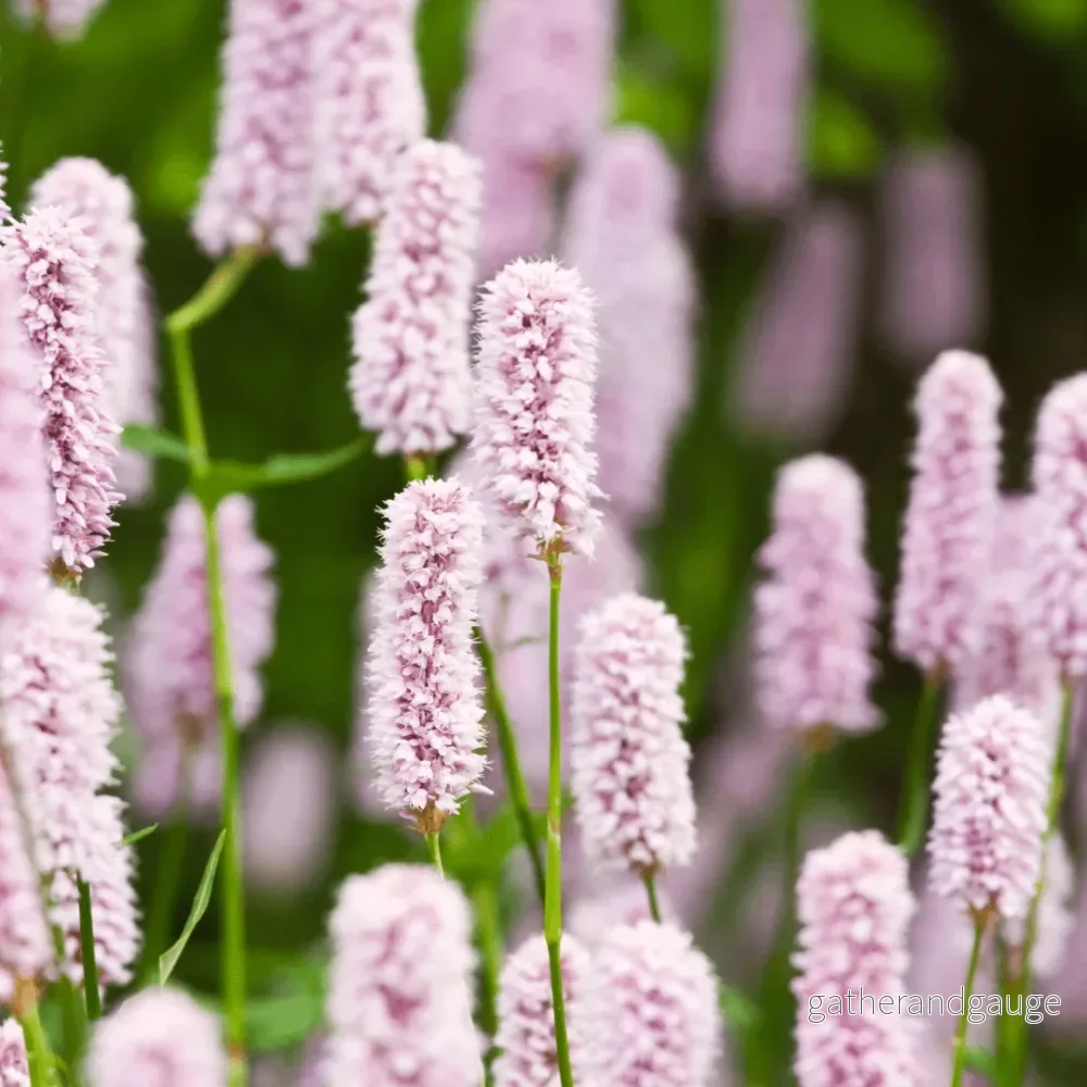 Ängmåra (Persicaria Bistorta) 'Persicaria Bistorta' - Bild 3