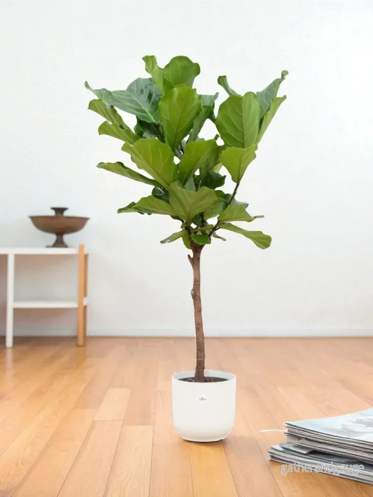 Ficus Lyrata och dess kruka Ficus Lyrata och dess kruka