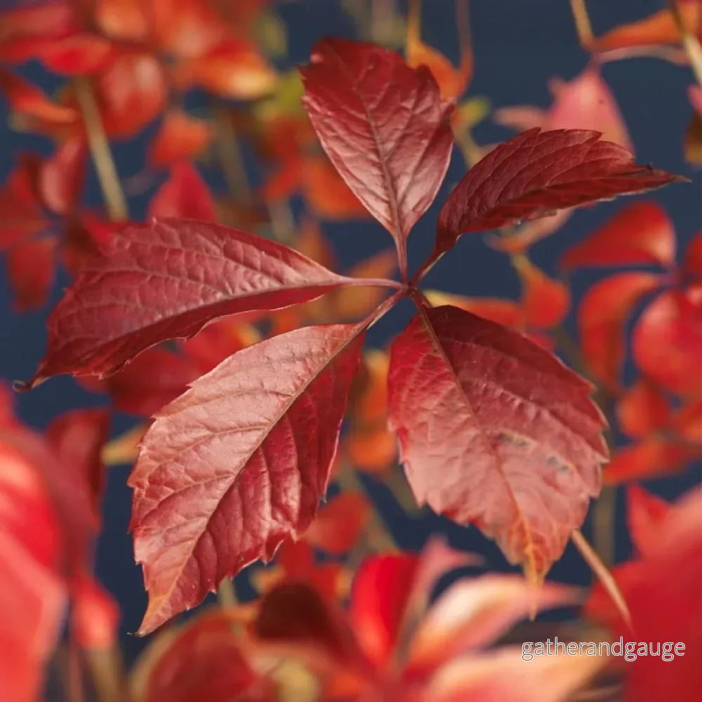 Vildvin (Parthenocissus quinquefolia) 'Engelmannii' - Bild 3