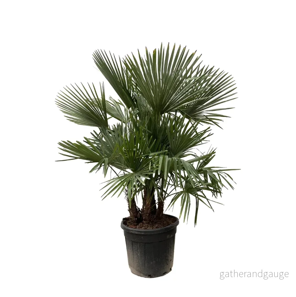 Trachycarpus multi stam – 200cm – Ø45