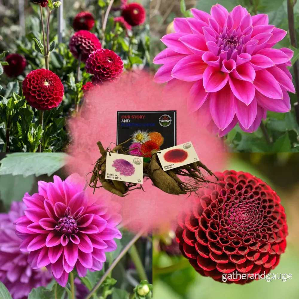 Dahlia Bulbs - Mix Gerard's Darlings, Natal & Blue Bell, 2 st - Bild 2