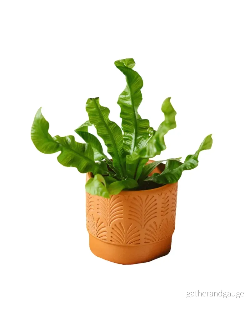 Mini Asplenium Crispy - Bild 2