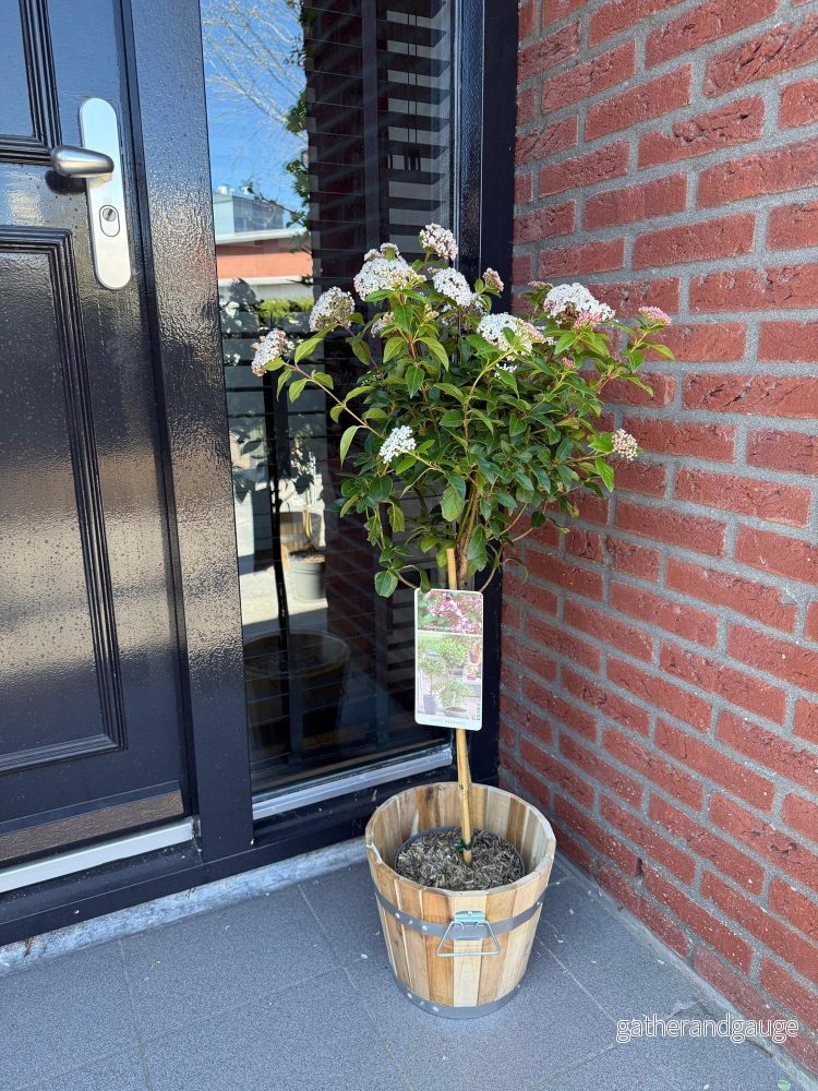 Lagerblad (Viburnum tinus) 'Eve Price'