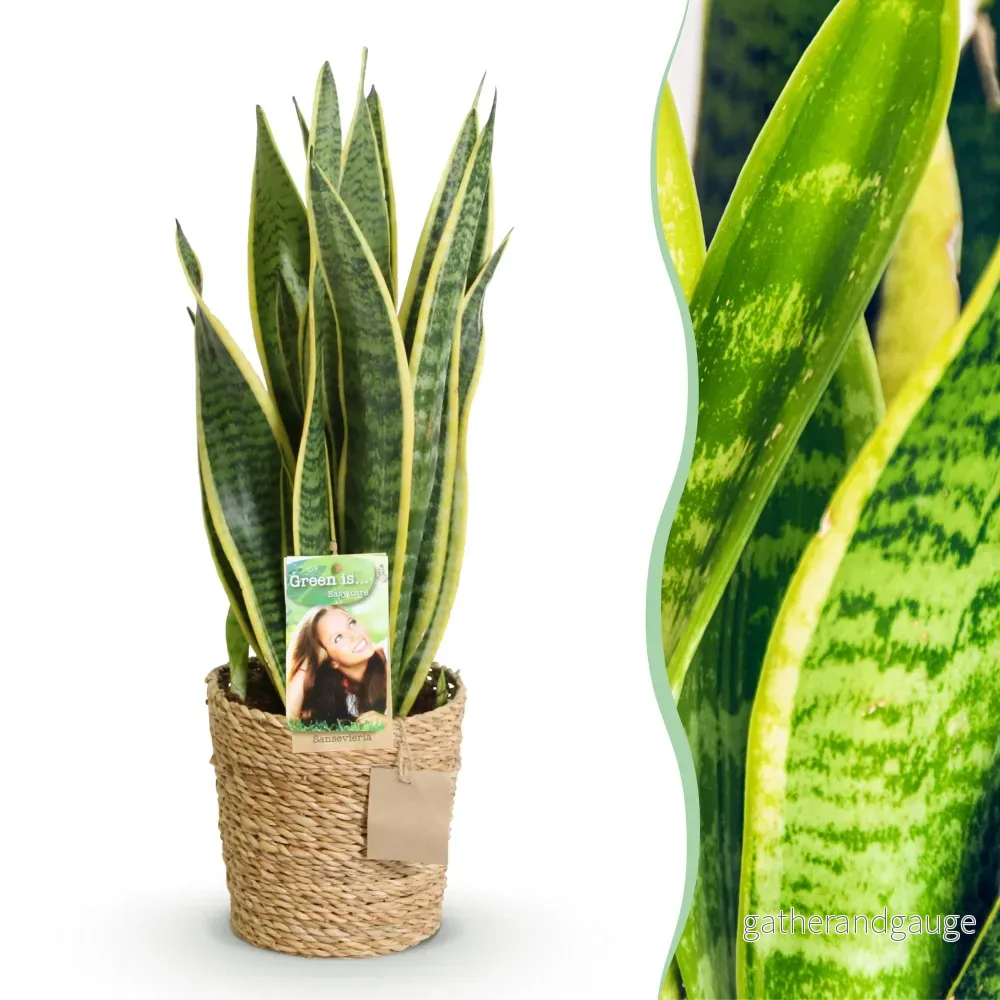 Sansevieria Laurentii och - Bild 2