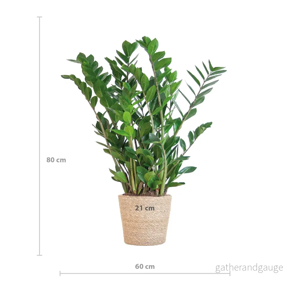 Zamioculcas Zamiifolia och dess kruka - Bild 3