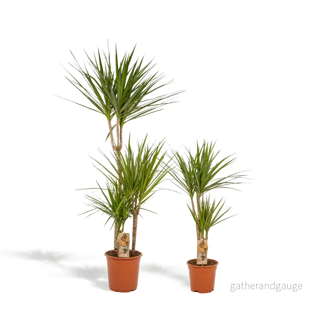 Dracaena och dess naturliga korg h120cm Dracaena och dess naturliga korg h120cm