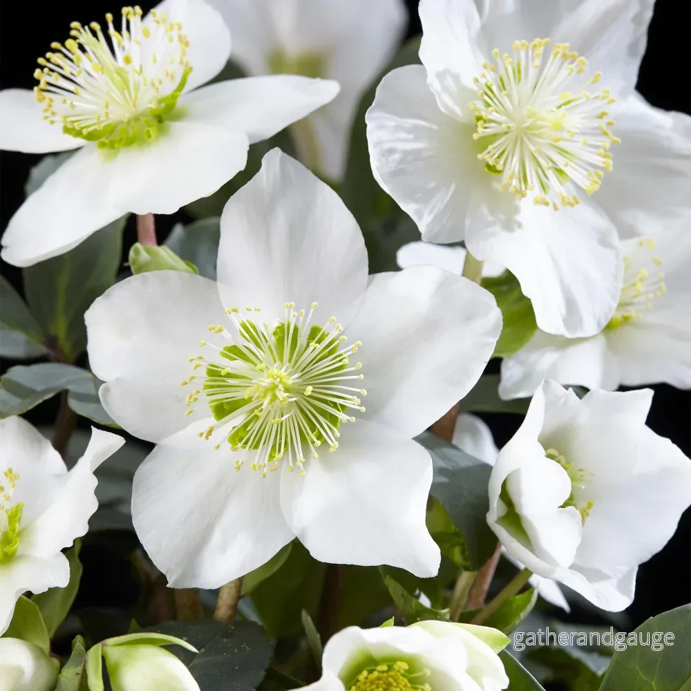 Julros (Helleborus niger) ’Christmas Carol’ Julros (Helleborus niger) ’Christmas Carol’
