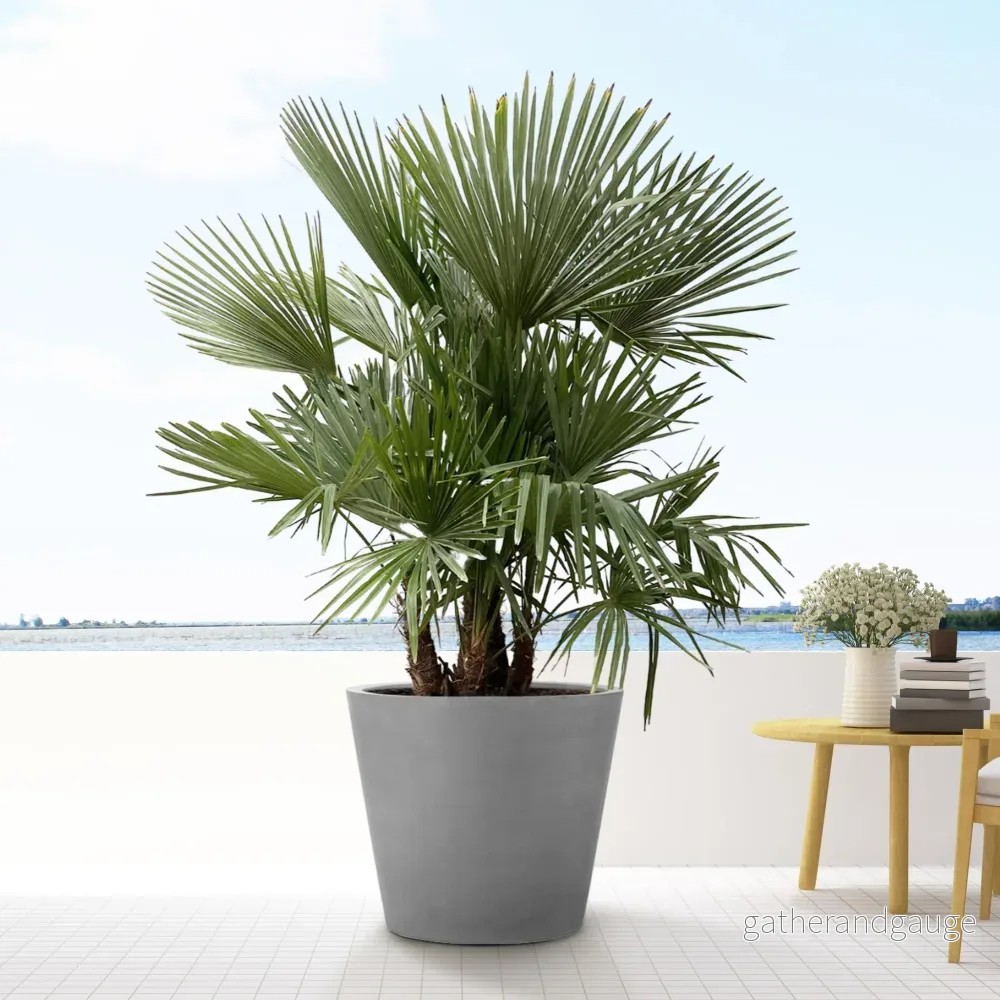 Trachycarpus multi stam - 200cm - Ø45 - Bild 3