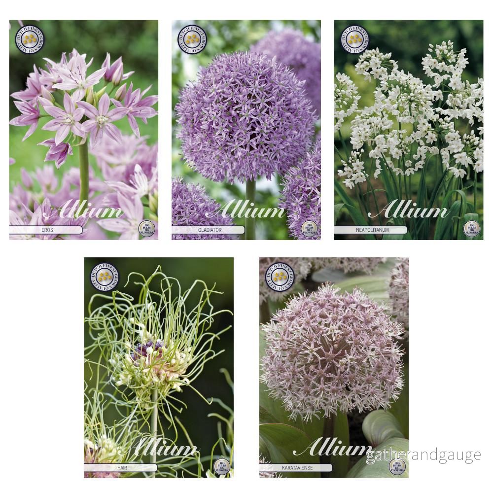 Blandning av Alliums – 46 lökar Blandning av Alliums – 46 lökar