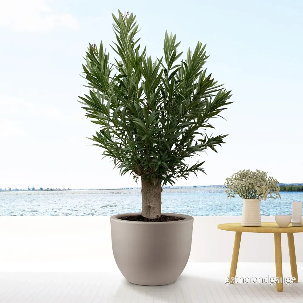 Nerium Oleander Bonsai - 190cm - ø45 - Bild 3