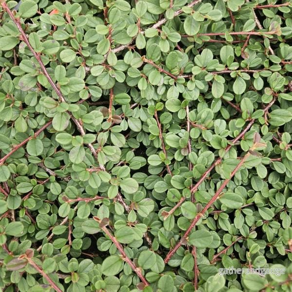 Cotoneaster Rampant (Cotoneaster dammeri) ’Queen Of Carpets’ Cotoneaster Rampant (Cotoneaster dammeri) ’Queen Of Carpets’