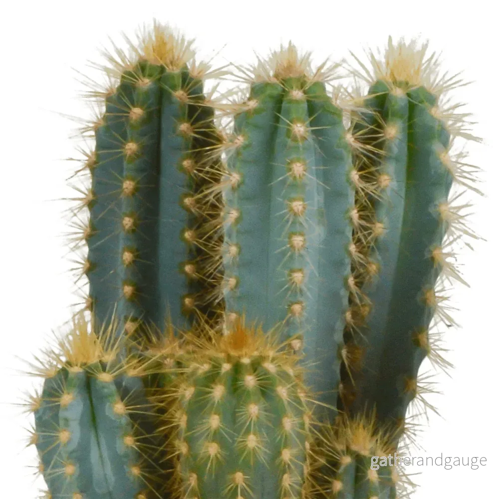 Pilosocereus Azureus - inomhuskaktus - Bild 3