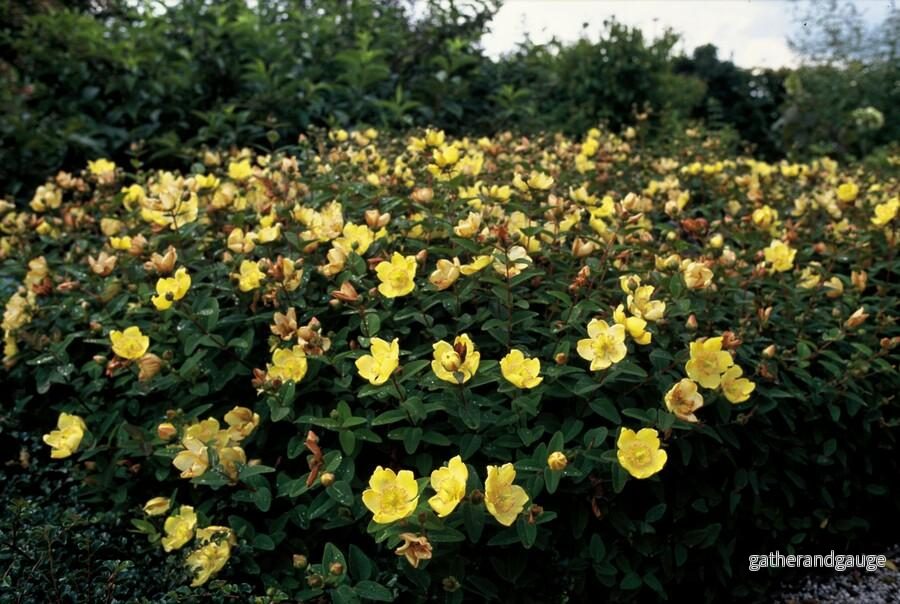 Johanniskruid (Hypericum dummeri) 'Peter Dummer' - Bild 3