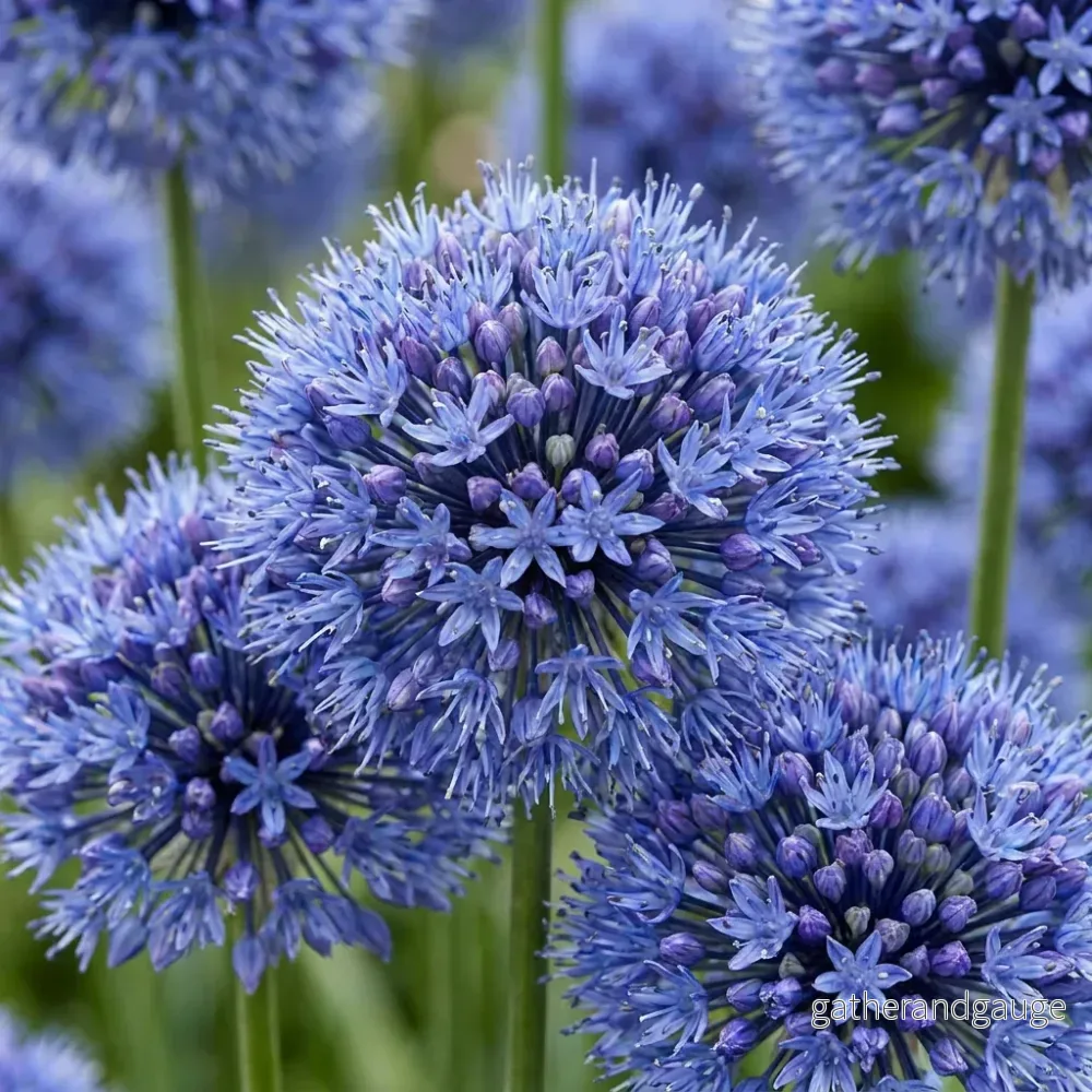 Ail d'ornement bleu