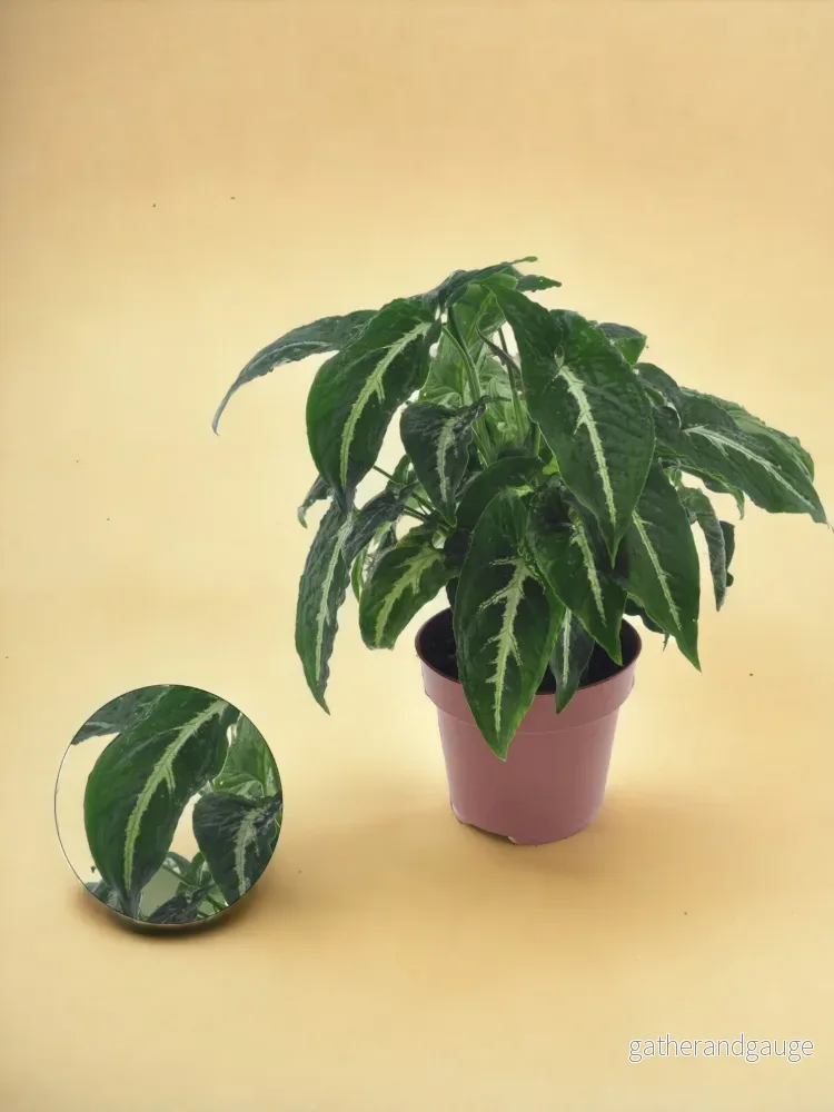 Syngonium – Handlingen