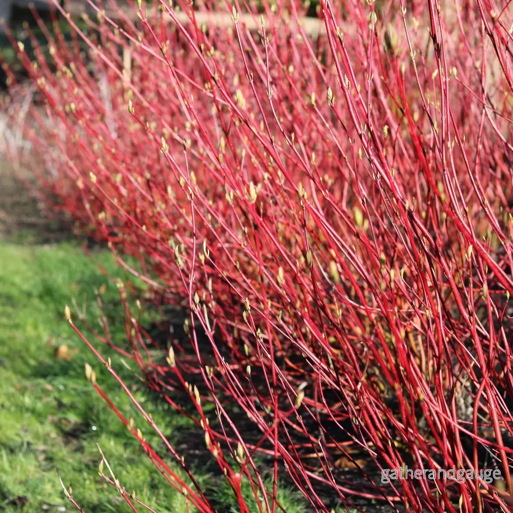 Sibirisk Kornell (Cornus Alba) 'Sibirica'