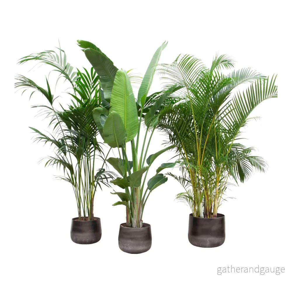 Kentia Palm, Strelitzia Augusta, Areca Palm - Set med 3 plantor - Presentförpackning - Bild 2