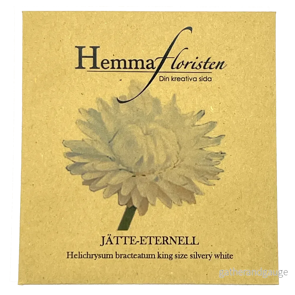 Jätte-eternell Silvery White - Bild 2