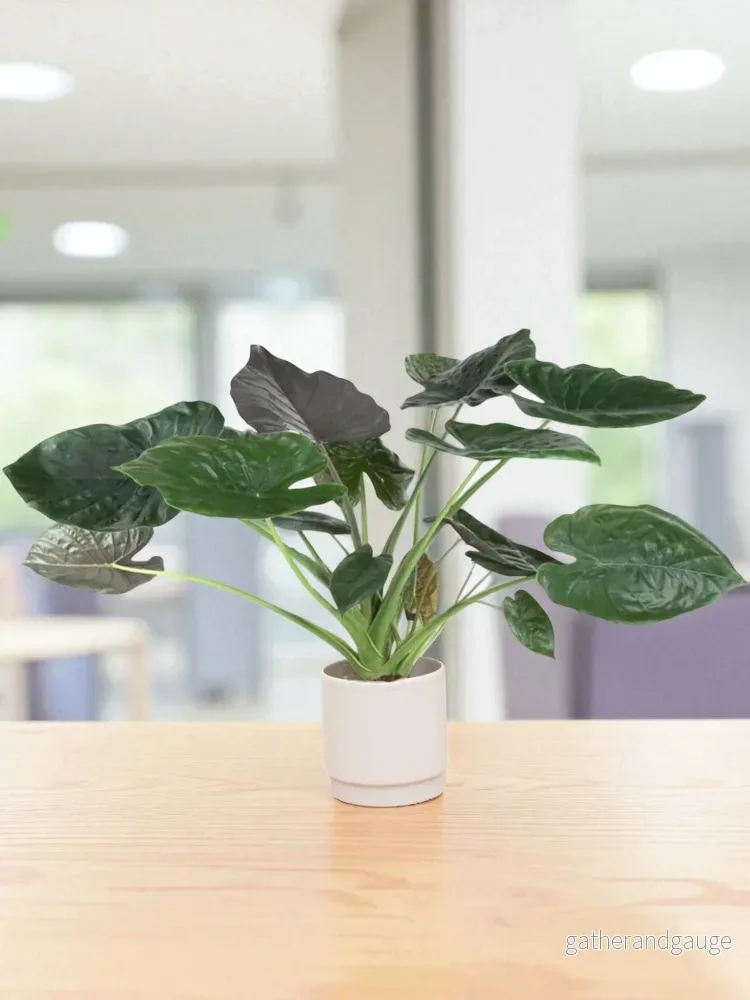 Alocasia Wentii Alocasia Wentii