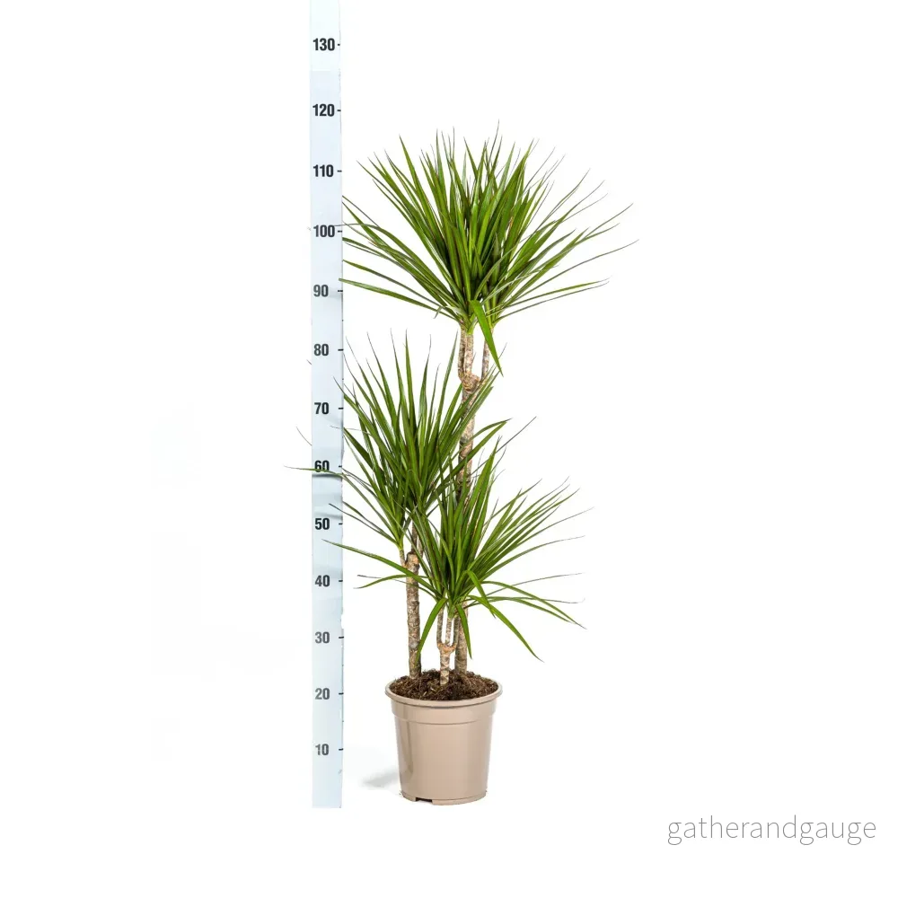 Dracaena Marginata Green met mand Ø21cm - ↕110 - 130cm - Bild 3