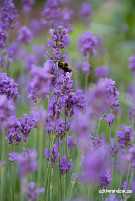 Äkta Lavendel (Lavandula angustifolia) 'Munstead' - Bild 3