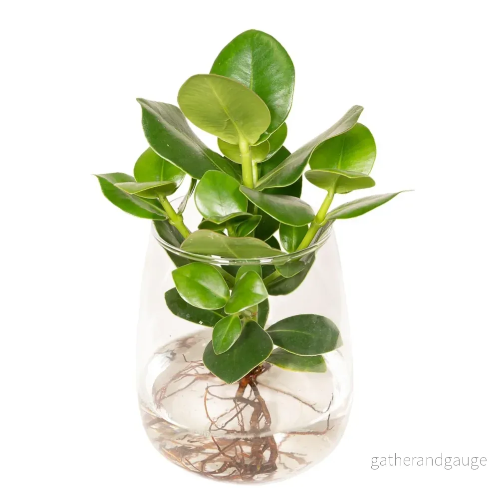 Clusia i hydroculture och sin vase i glas – h30cm, Ø12cm Clusia i hydroculture och sin vase i glas – h30cm, Ø12cm