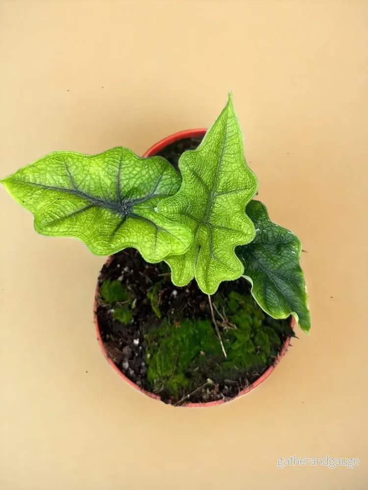 Alocasia Jacklyn Alocasia Jacklyn