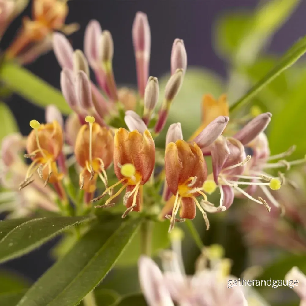 Kaprifolium (Lonicera henryi) ” Kaprifolium (Lonicera henryi) ”